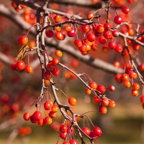 Harnessing the Energizing Effects of Indian Magic Crabapple